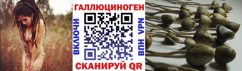 Галлюциногенные грибы Psilocybe  Лабытнанги 